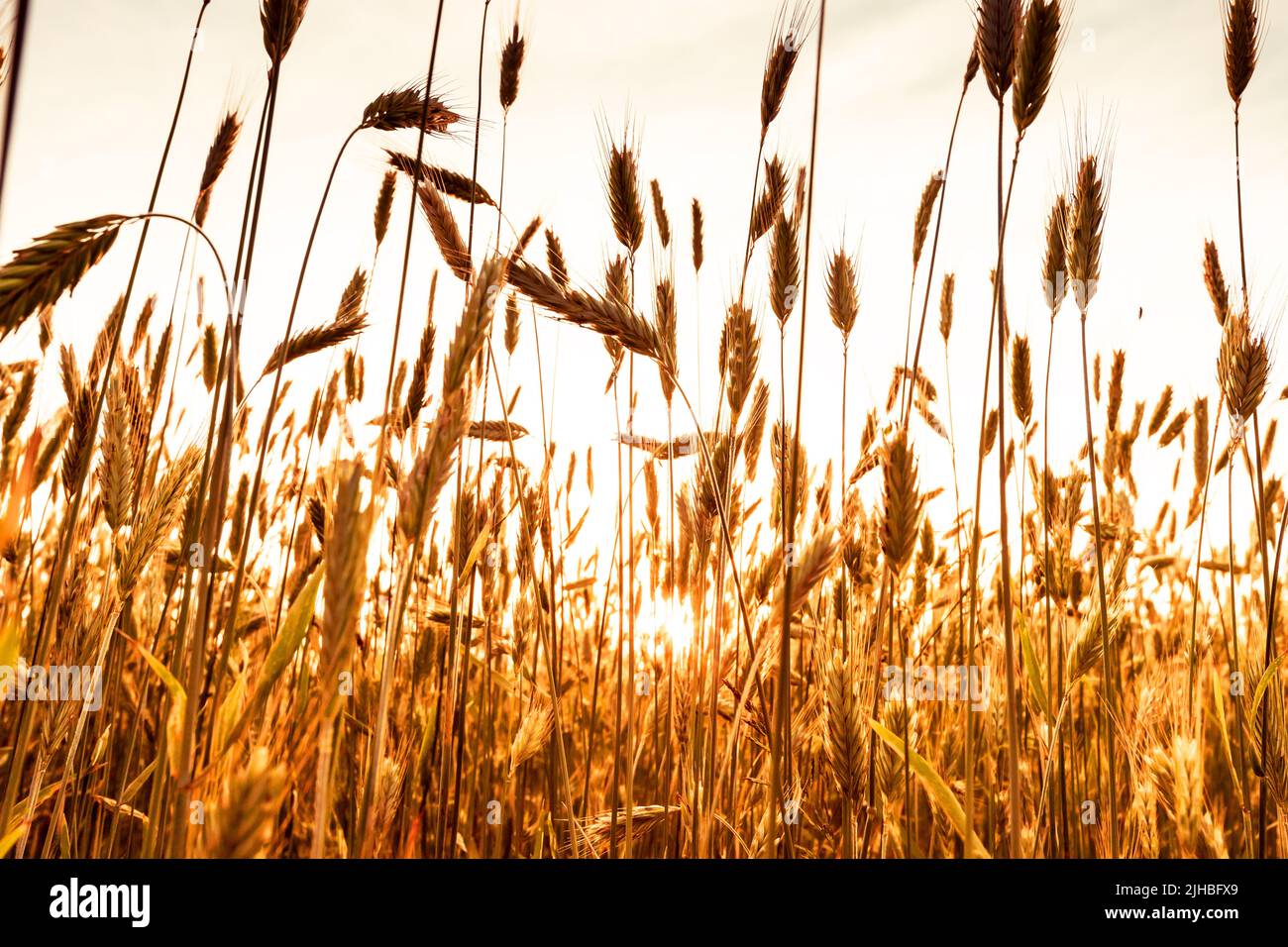 Mûrissement des oreilles de blé sur fond de coucher de soleil. Magnifique paysage rural. Silence, paix, simplicité concept. Solitude avec la nature. Récolte. Photo de haute qualité Banque D'Images