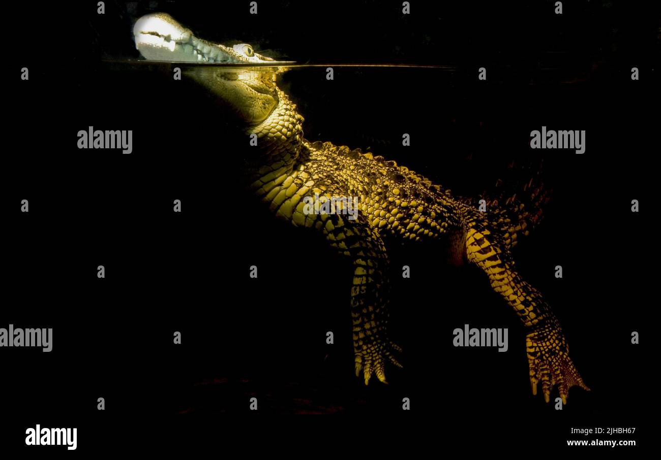 Alligator américain, alligator mississippiensis.conditions contrôlées Banque D'Images