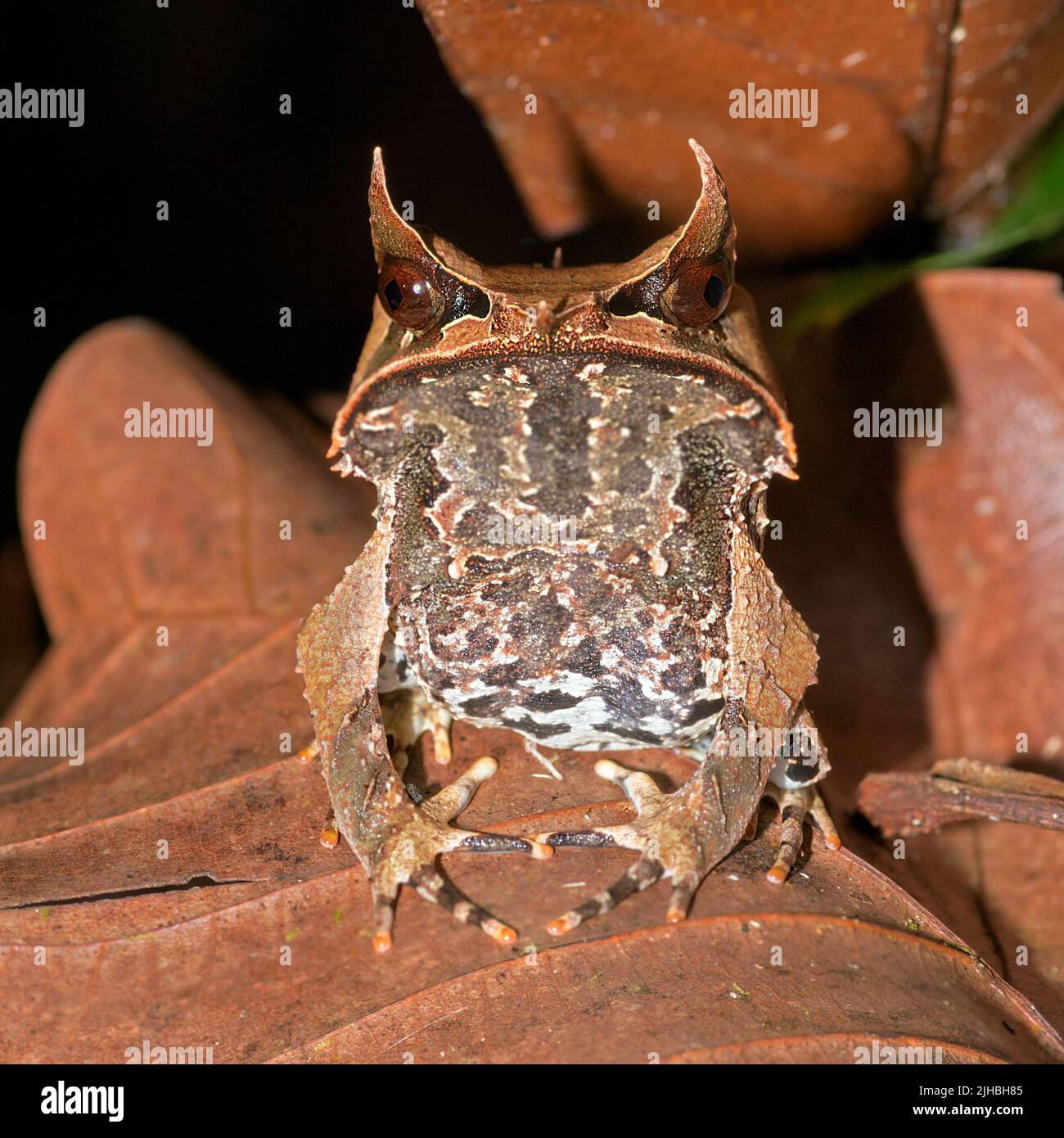 Grenouille à cornes de Bornean (Megophrys nasuta) du parc national de Kubah, Sarawak, Bornéo Banque D'Images
