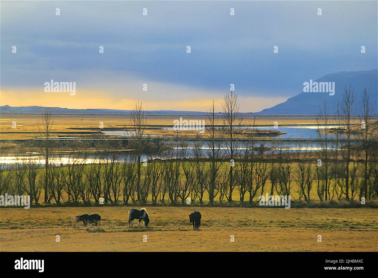 Lever du soleil en Islande avec vue sur les magnifiques lacs et chevaux islandais Banque D'Images
