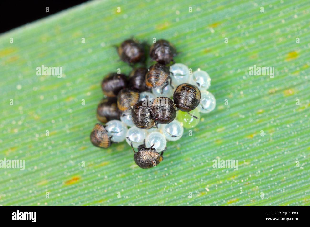 Heteroptera, Nymphes de Bug Shepild qui éclosent d'œufs. Banque D'Images