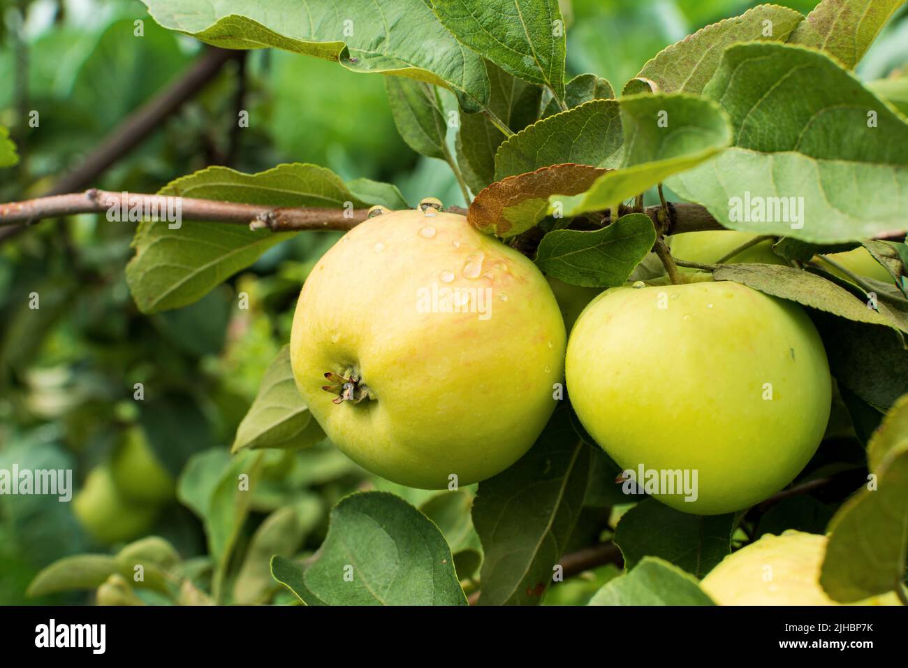 Pommes vertes sur l'arbre. Branche de pommes avec fruits. Sur la branche de proximité sur l'arrière-plan du jardin. Agriculture, biologique, naturelle. Banque D'Images