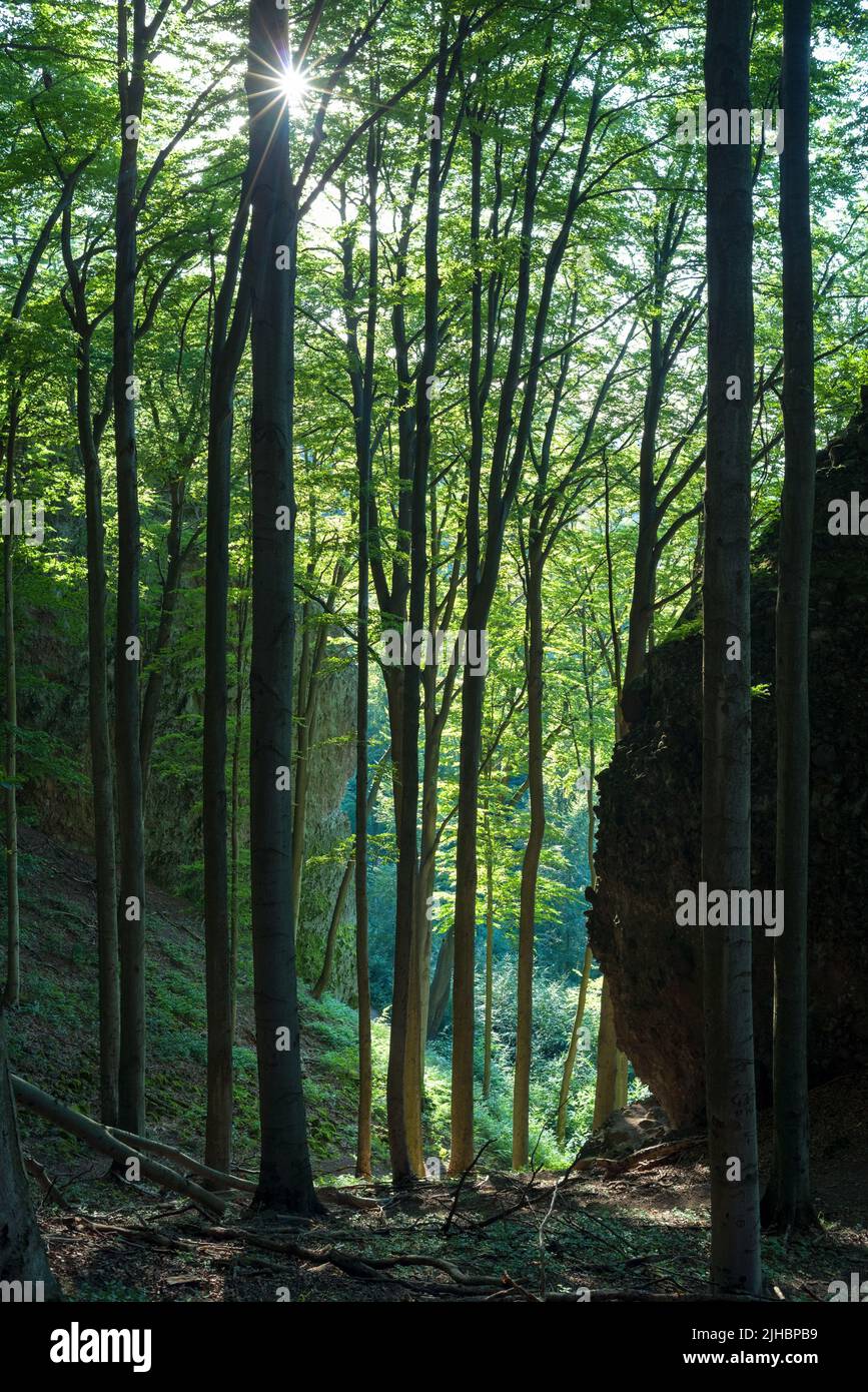 Hauts arbres sur les rochers. Dobogókő, Hongrie Banque D'Images