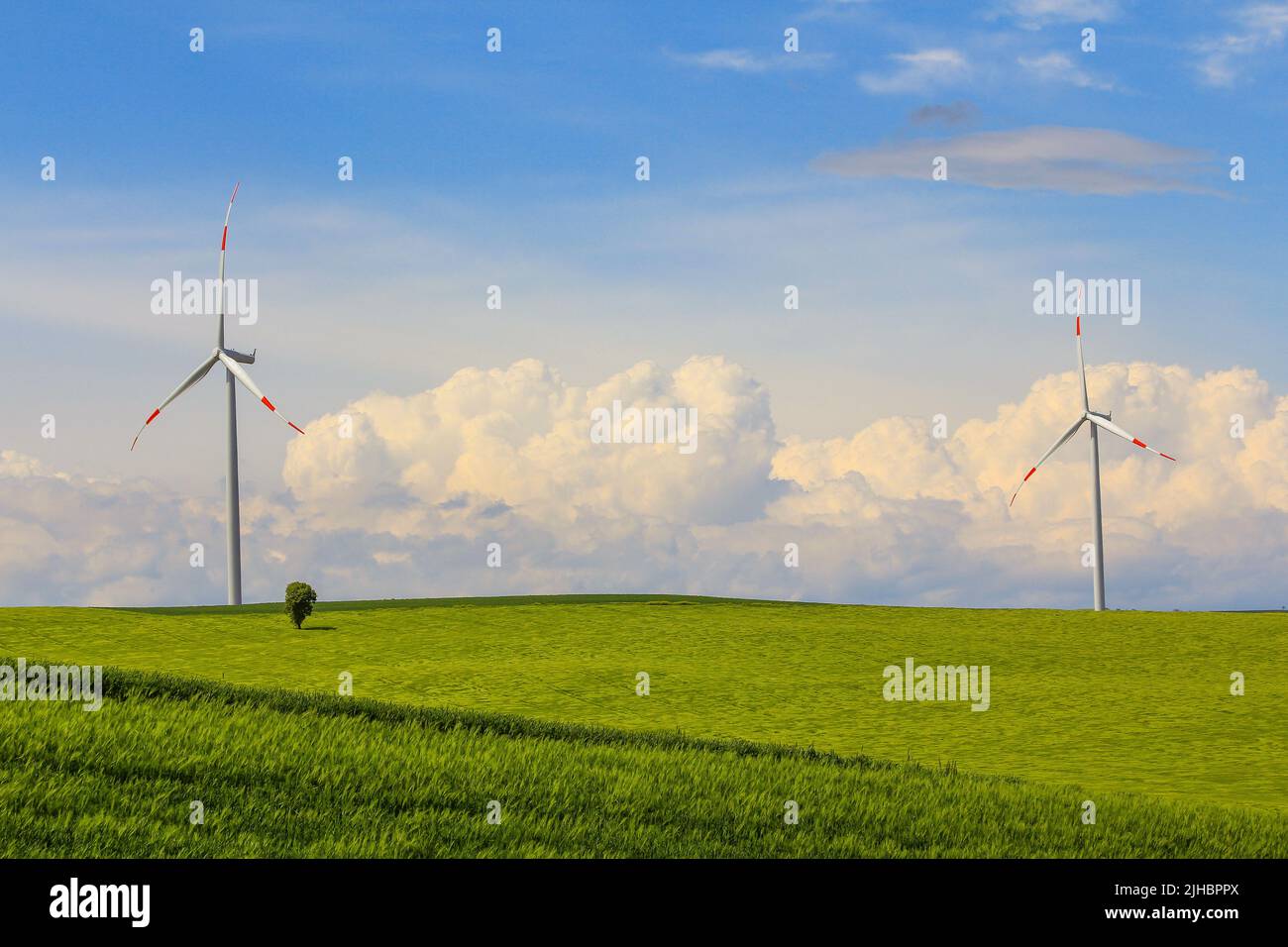 Un champ vert, un arbre et une éolienne Banque D'Images