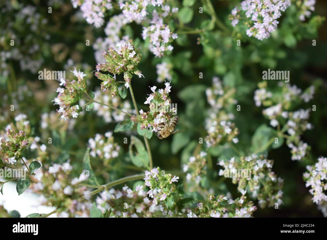 abeille sur l'origan en fleurs Banque D'Images