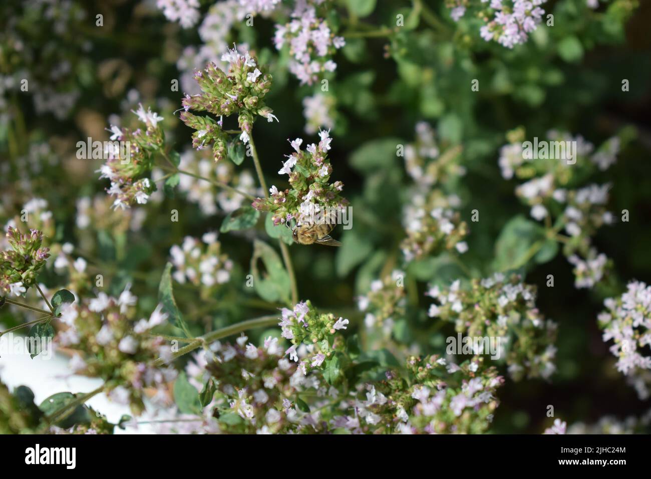 abeille sur l'origan en fleurs Banque D'Images