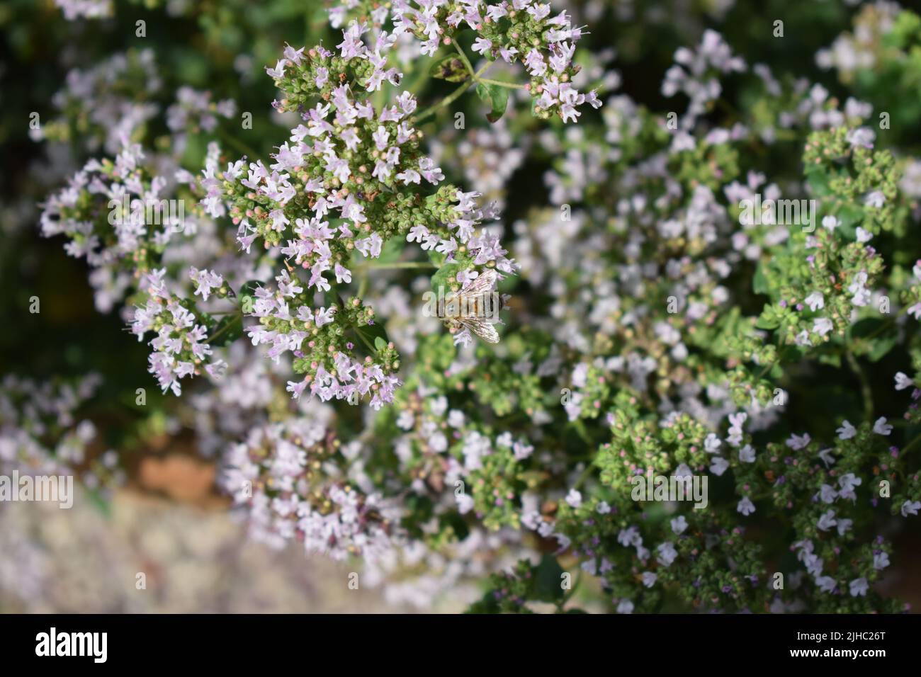 abeille sur l'origan en fleurs Banque D'Images