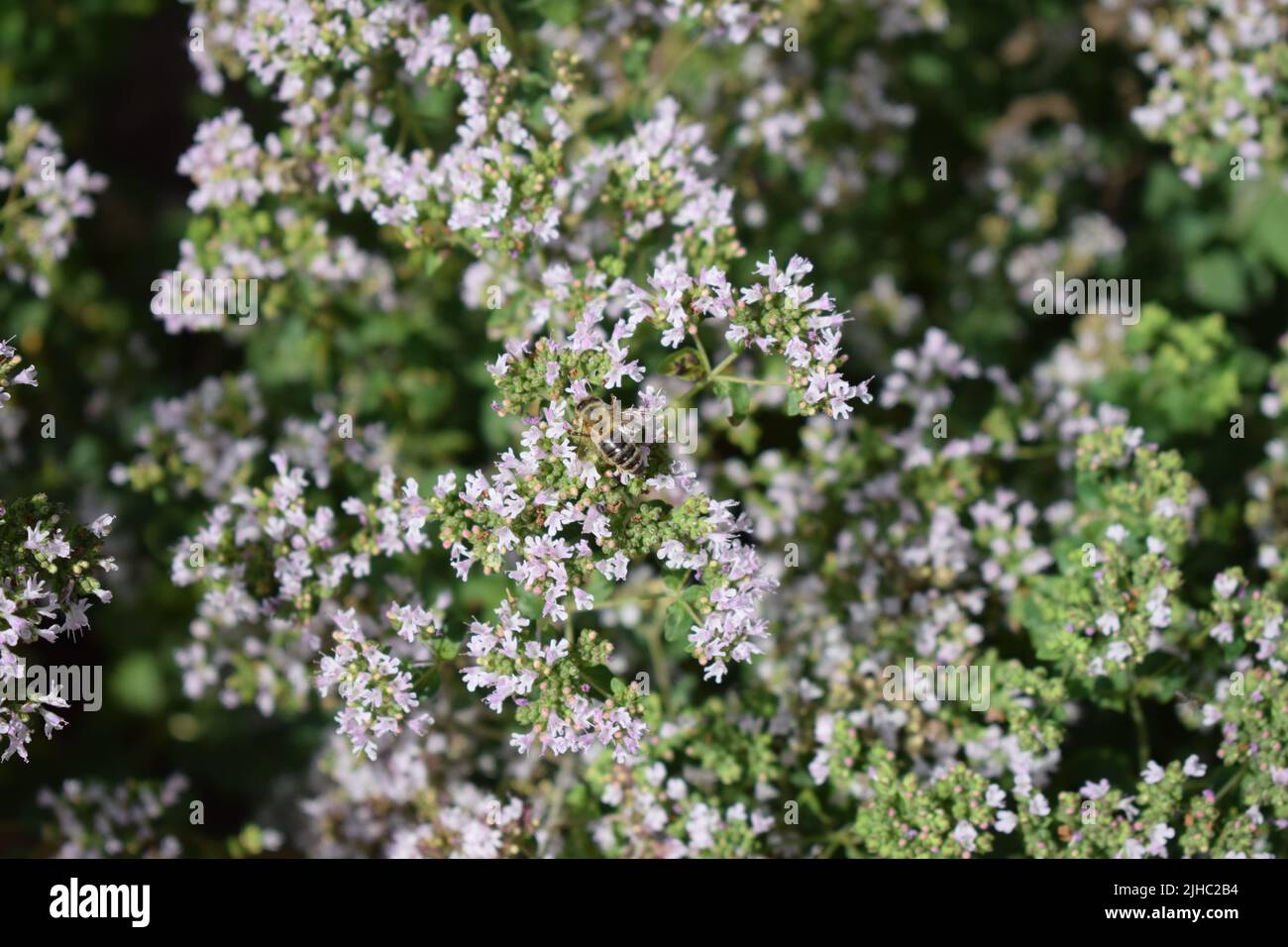 abeille sur l'origan en fleurs Banque D'Images