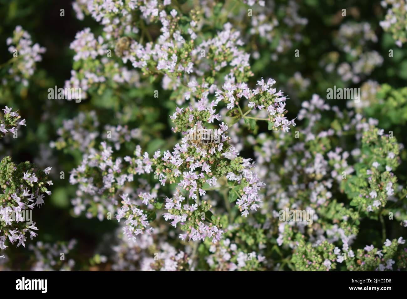 abeille sur l'origan en fleurs Banque D'Images