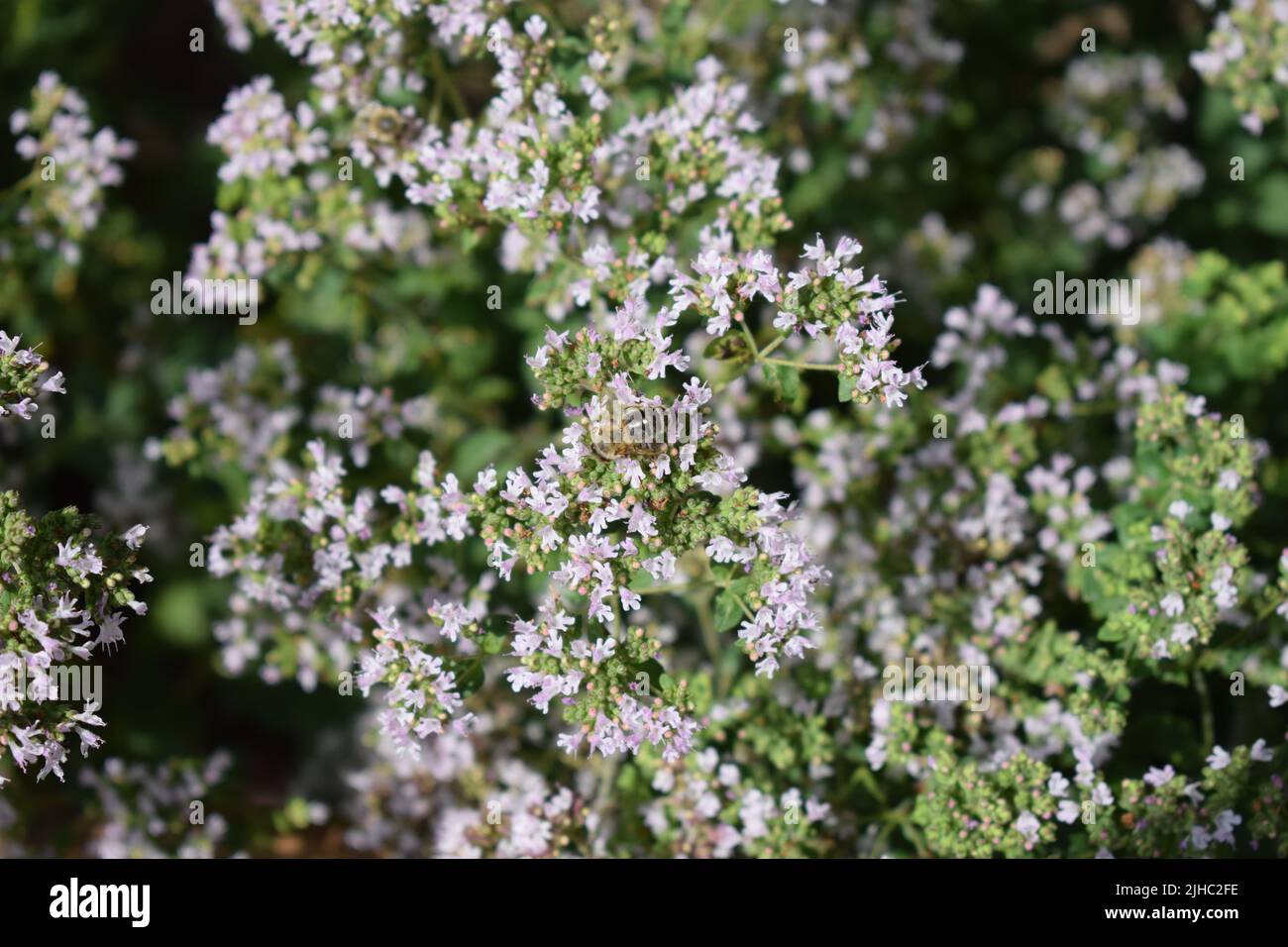 abeille sur l'origan en fleurs Banque D'Images