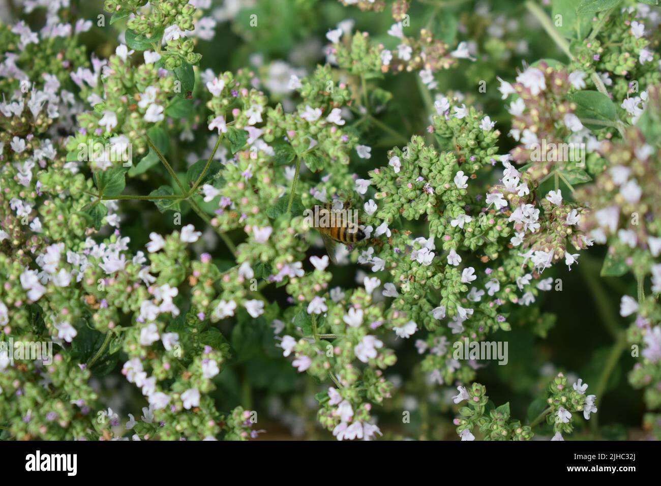 abeille sur l'origan en fleurs Banque D'Images