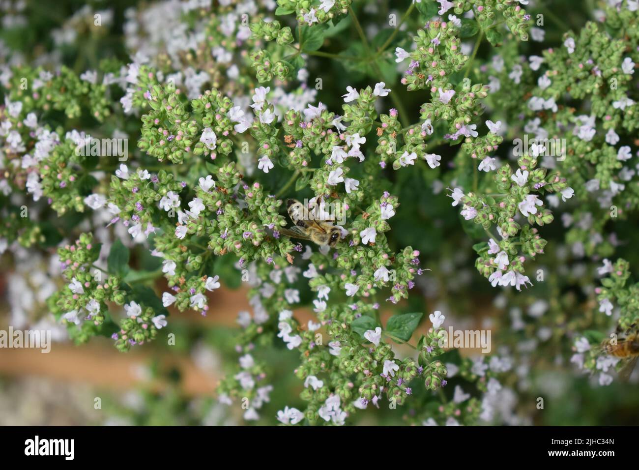abeille sur l'origan en fleurs Banque D'Images