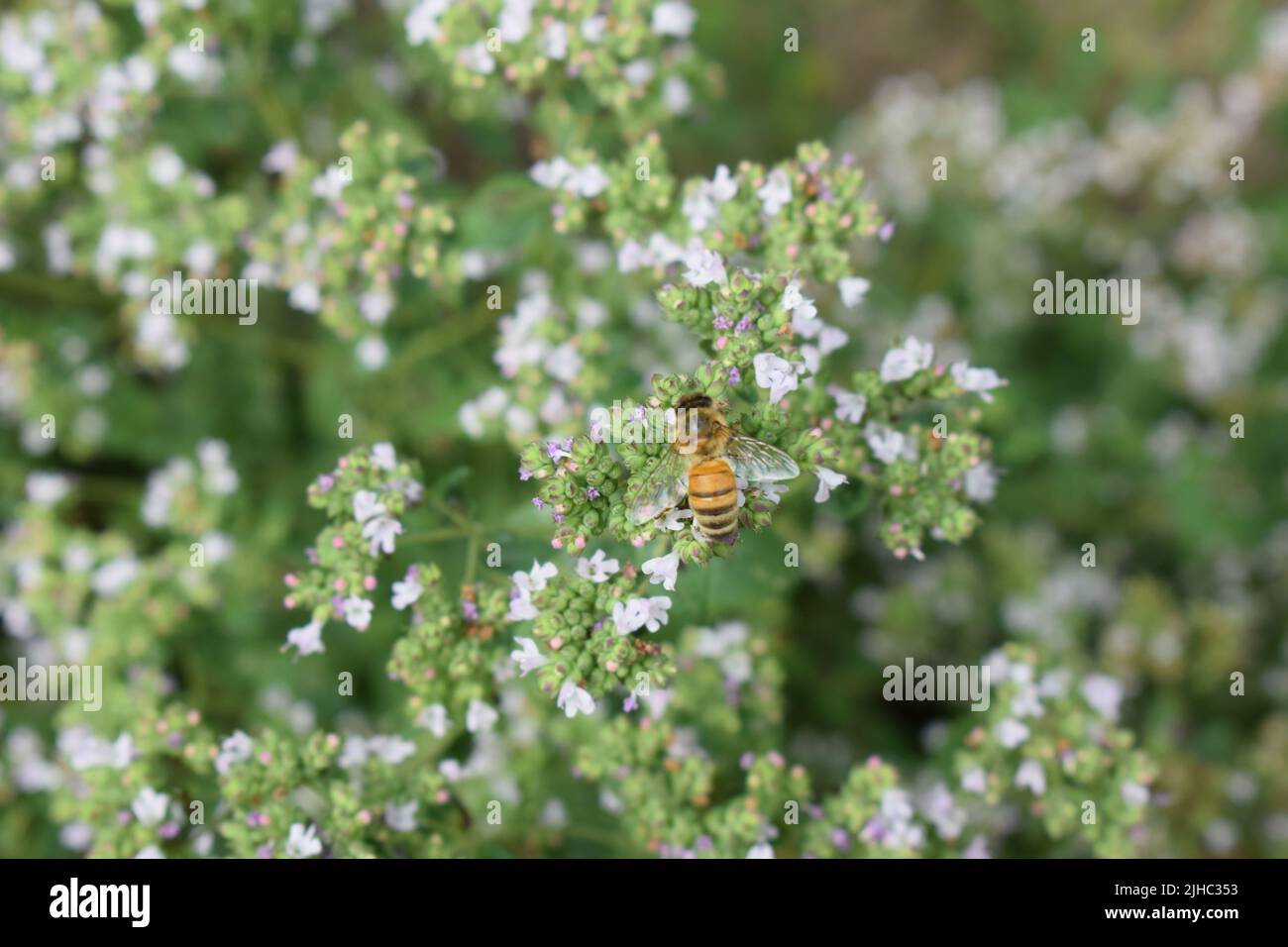 abeille sur l'origan en fleurs Banque D'Images