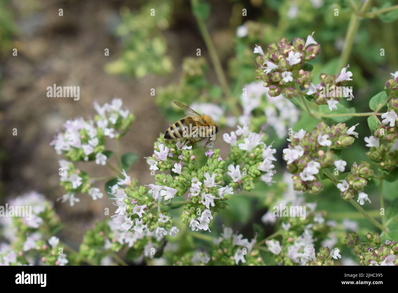 abeille sur l'origan en fleurs Banque D'Images