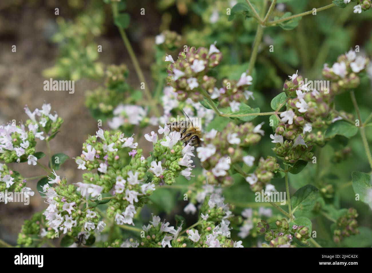 abeille sur bloomin oregan Banque D'Images