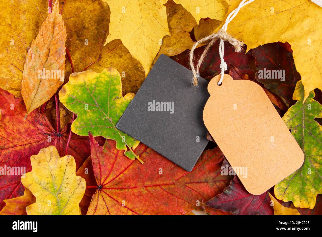 Étiquette vierge sur les feuilles mortes de couleur. Soldes d'automne et remises. Thanksgiving et le concept de récolte. Copier l'espace. Banque D'Images