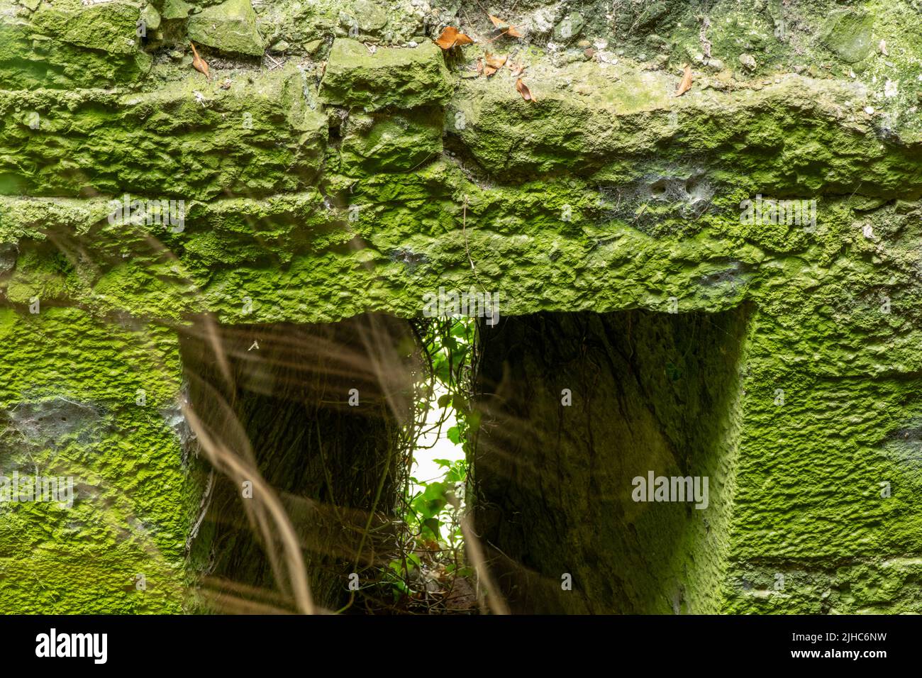 Dégradation par la nature du bâtiment celtique, tour défensive. Tour de siège de l'époque celtique Limerick, Irlande, 17, juillet 2022 Banque D'Images