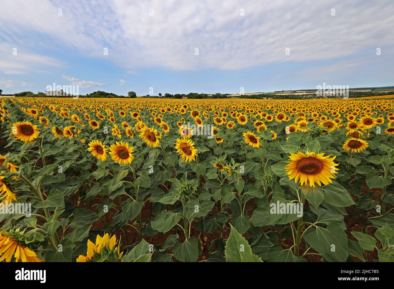 Tournesols. Champ fleuri de tournesols en été. Banque D'Images