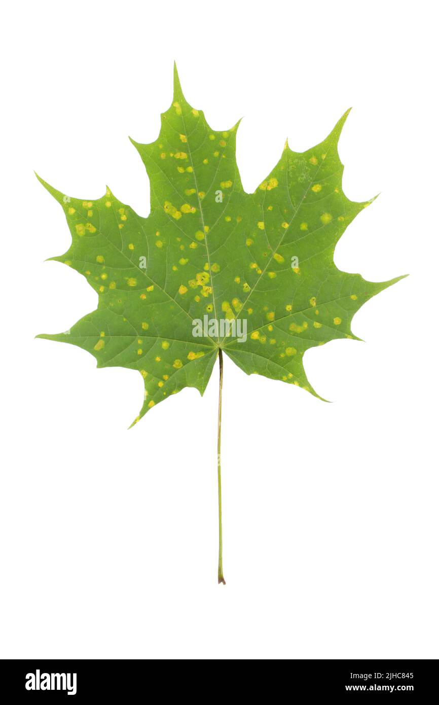 Feuille d'érable avec taches jaunes de maladie isolée sur blanc. La