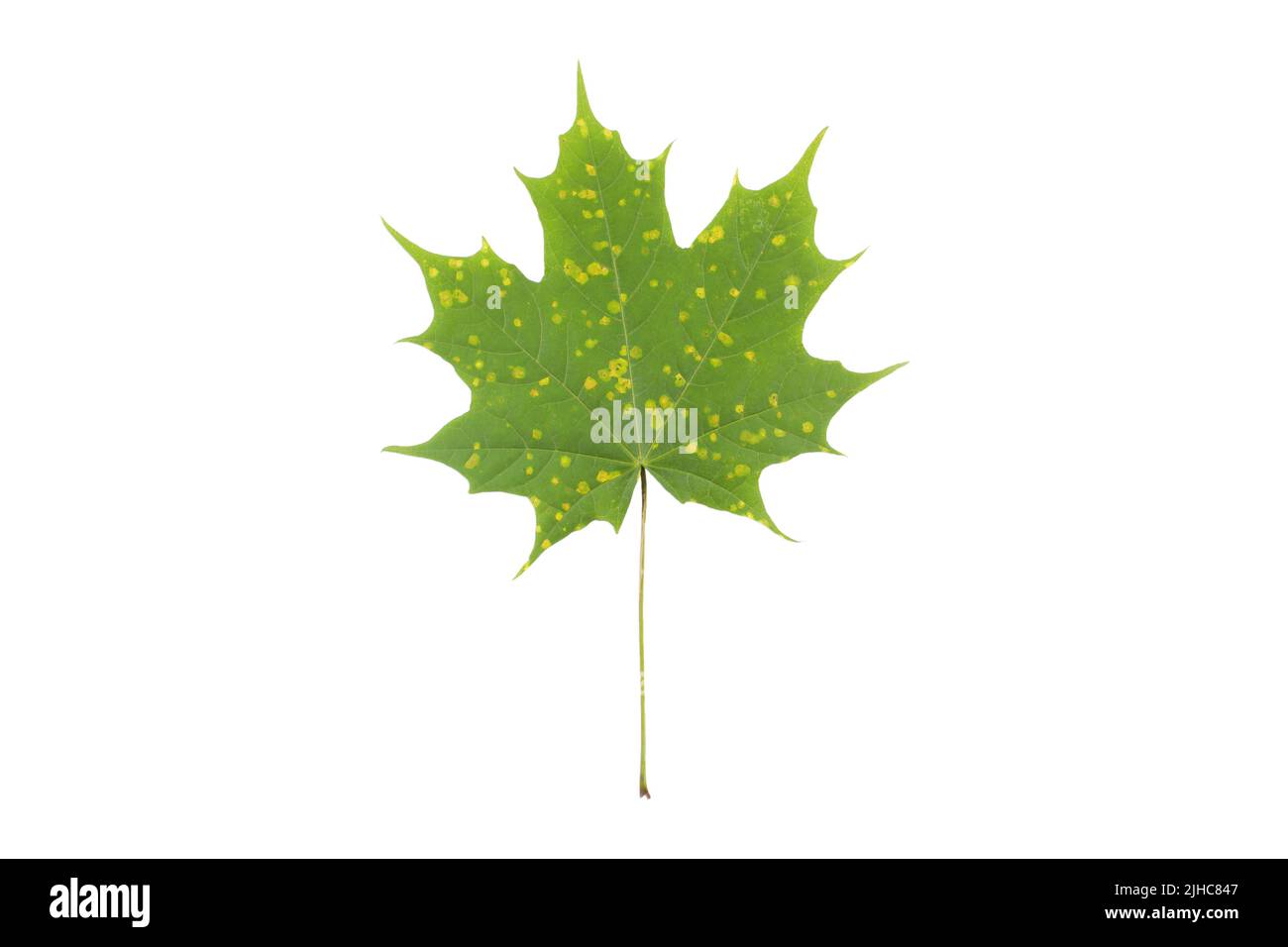 Feuille d'érable avec taches jaunes de maladie isolée sur blanc. La tache de goudron de l'érable