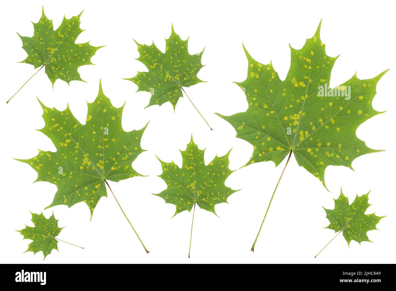 Feuilles d'érable avec taches jaunes de maladie isolées sur blanc. La