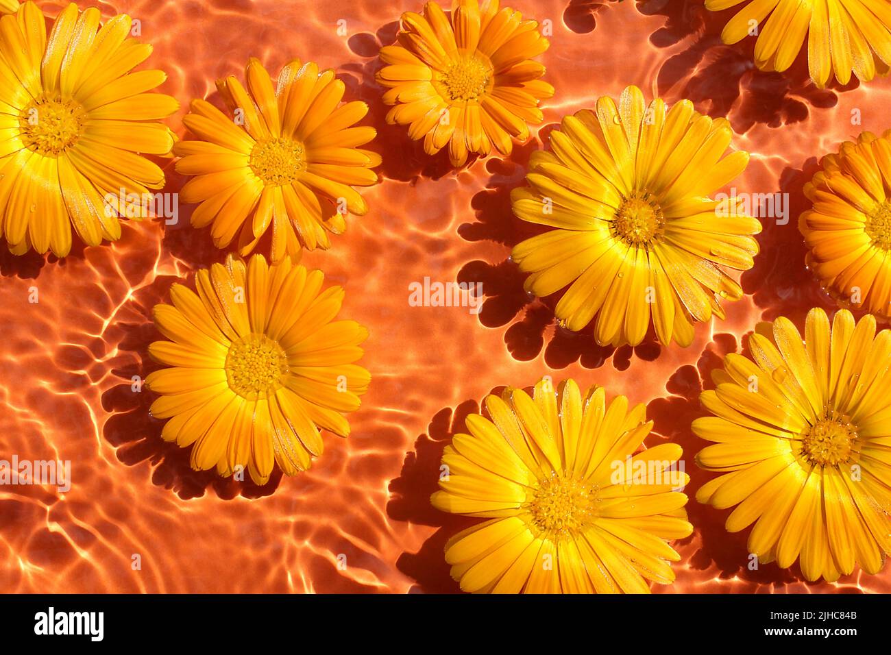 Fleurs de calendula floateuses sur fond de surface d'eau orange. Magnifique SPA ou concept d'été. Pose à plat. Banque D'Images