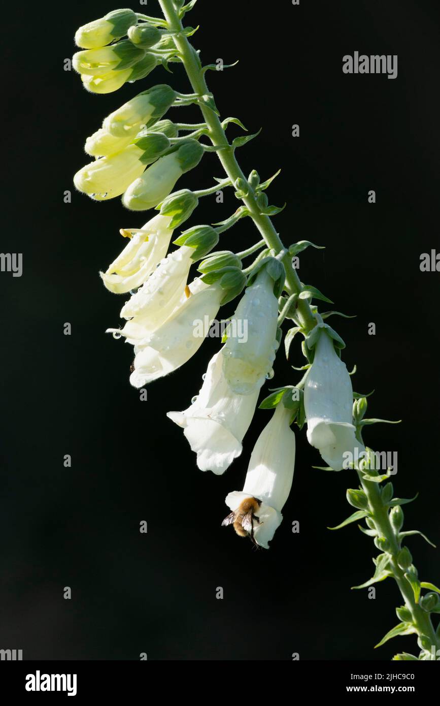 Une abeille commune (Bombus Pascuorum) entrant dans une fleur sur un Foxglove blanc (Digitalis Purpurea F. Albiflora) dans le soleil d'été Banque D'Images