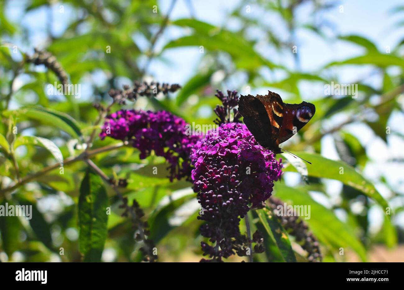 La mouche à papillons Peacock atterrit sur un buisson violet Banque D'Images