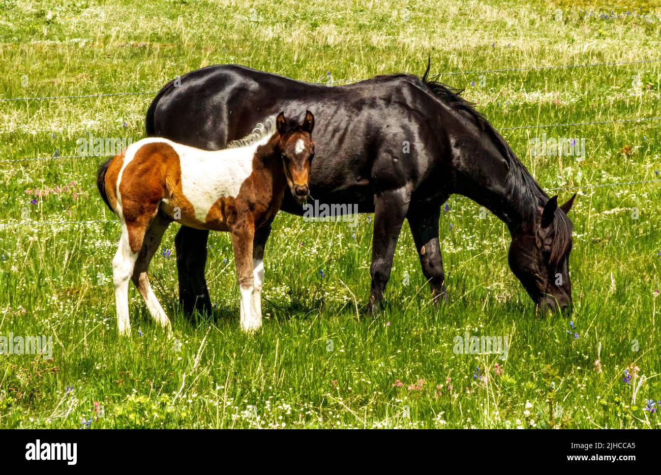 La jument noire et le pinto colt s'étendent gratuitement dans les contreforts des montagnes Rocheuses en Alberta, au Canada. Banque D'Images