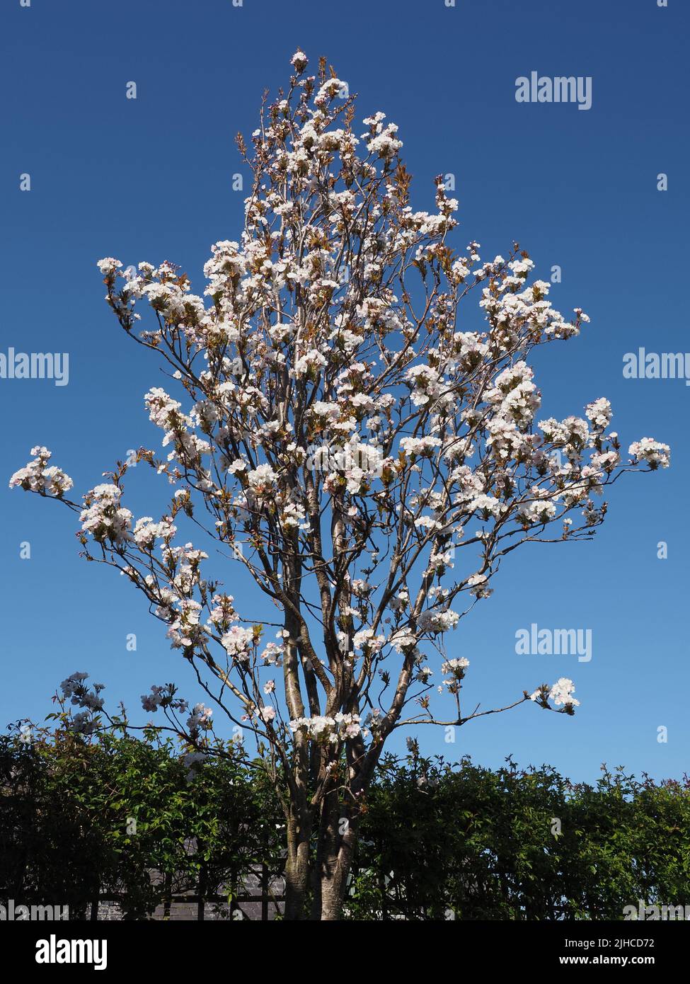 Un Prunus Serrulata mature de 6 mètres de haut, Amanogawa, cerisier japonais ornemental. La fleur rose pâle et blanche sur un ciel bleu sans nuages. Banque D'Images