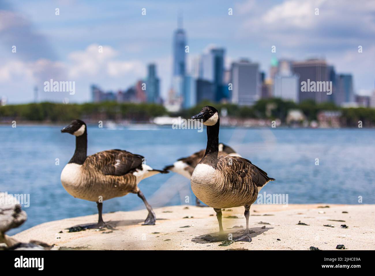 New York, États-Unis. 17th juillet 2022. Canards canards, animaux animaux pendant l'ePrix de New York 2022, 8th rencontre du Championnat du monde de Formule E de la FIA ABB 2021-22, sur le circuit de rue de Brooklyn de 14 juillet à 17, à New York, Etats-Unis d'Amérique - photo Bastien Roux / DPPI crédit: DPPI Media / Alamy Live News Banque D'Images