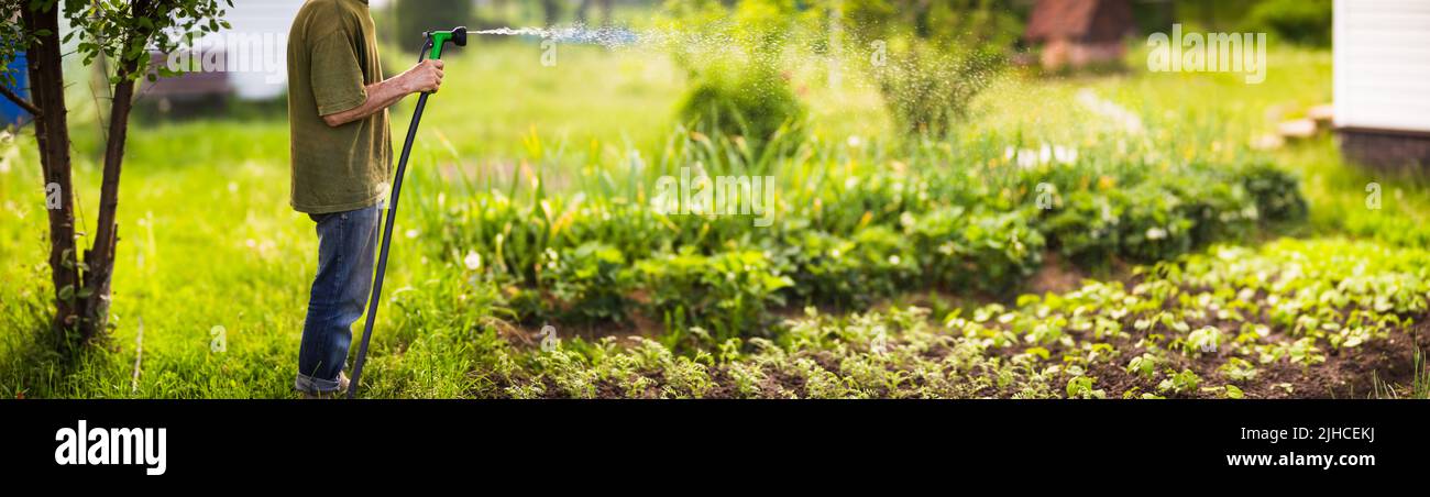 Fermier avec tuyau de jardin et pistolet arrosoir plantes végétales en été. Concept de jardinage. Plantes agricoles poussant dans la rangée de lits Banque D'Images