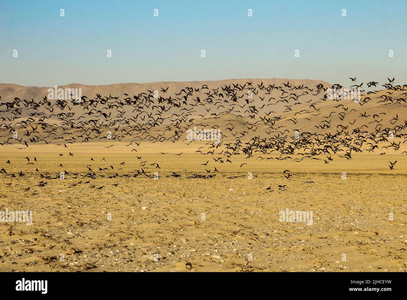 Paysages du soir de la réserve nationale de Paracas, Pérou Banque D'Images