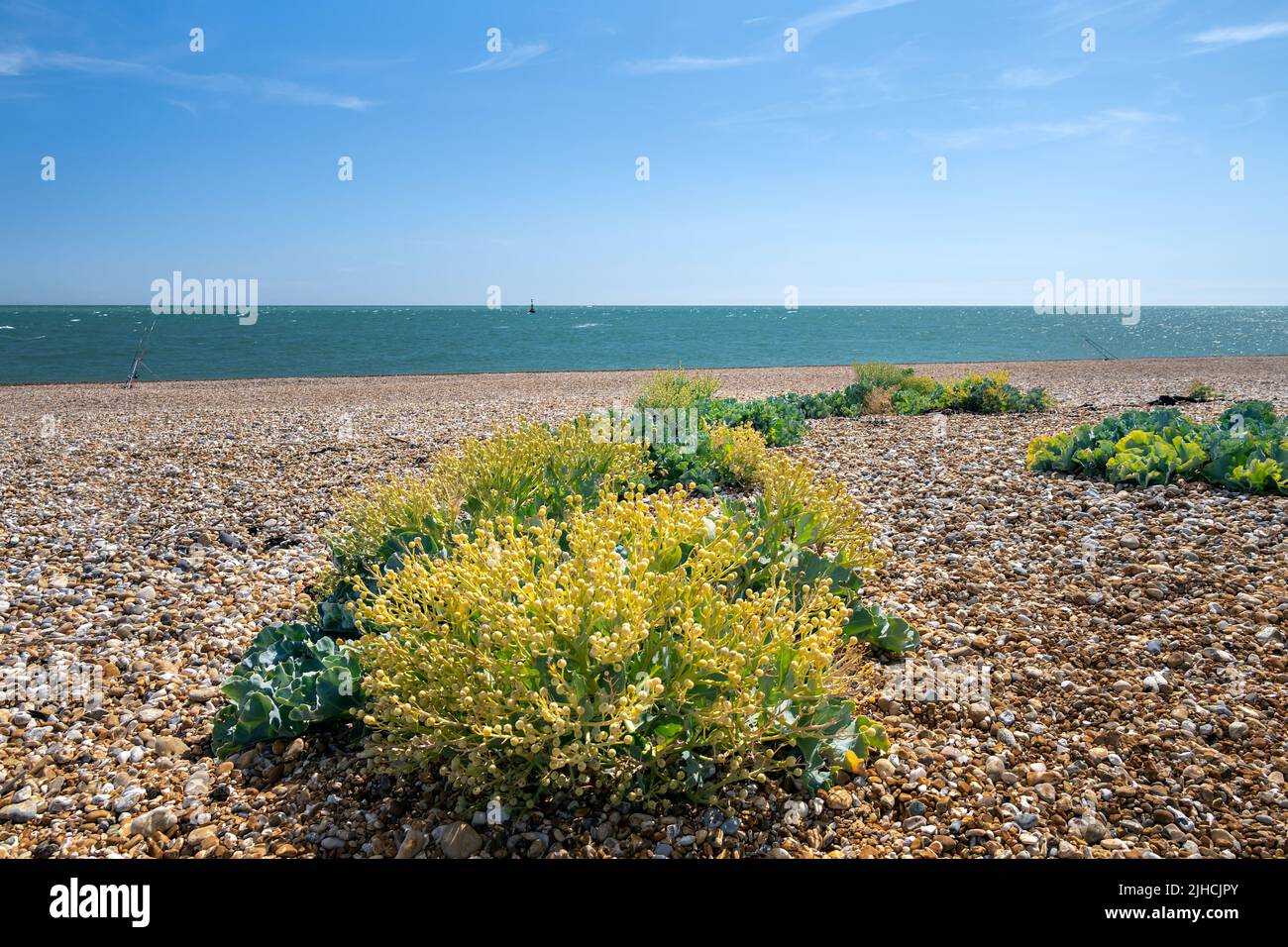 La mer kale ou Crambe maritima sur une plage de galets en été Banque D'Images