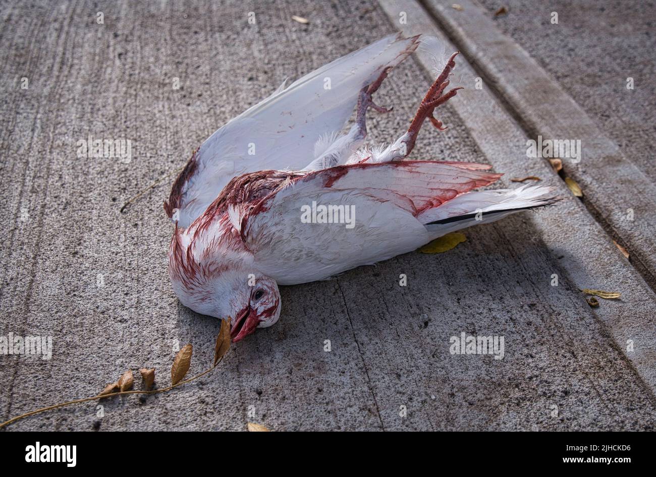 Bloodest Peace Dove 2022 Banque D'Images