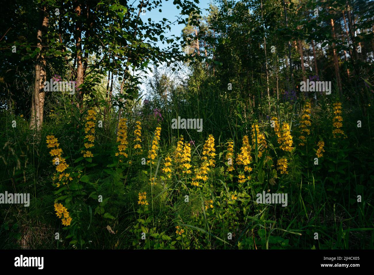 Verveine jaune vivace dans un environnement naturel proche entouré de graminées vertes Banque D'Images