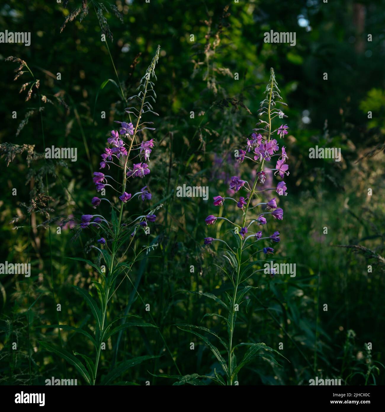 Une herbe à feu en fleurs dans un environnement naturel dans un défrichement de la forêt du nord dans les rayons du soleil couchant. Banque D'Images