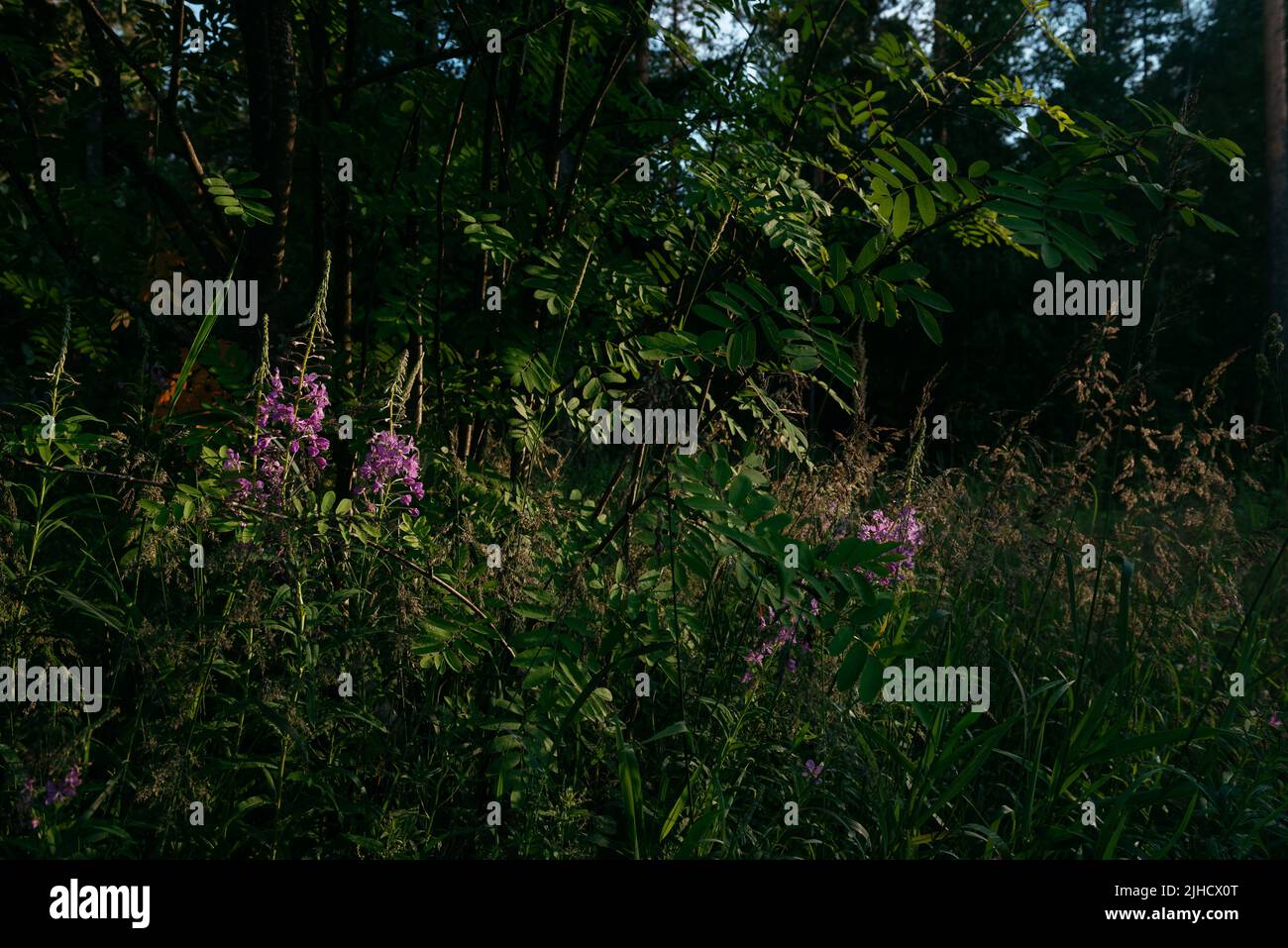 Une herbe à feu en fleurs dans un environnement naturel dans un défrichement de la forêt du nord dans les rayons du soleil couchant. Banque D'Images