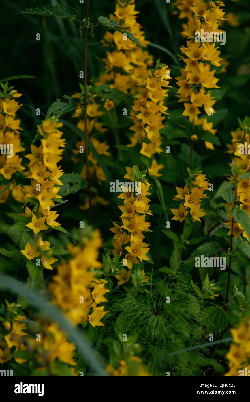 Verveine jaune vivace dans un environnement naturel proche entouré de graminées vertes Banque D'Images