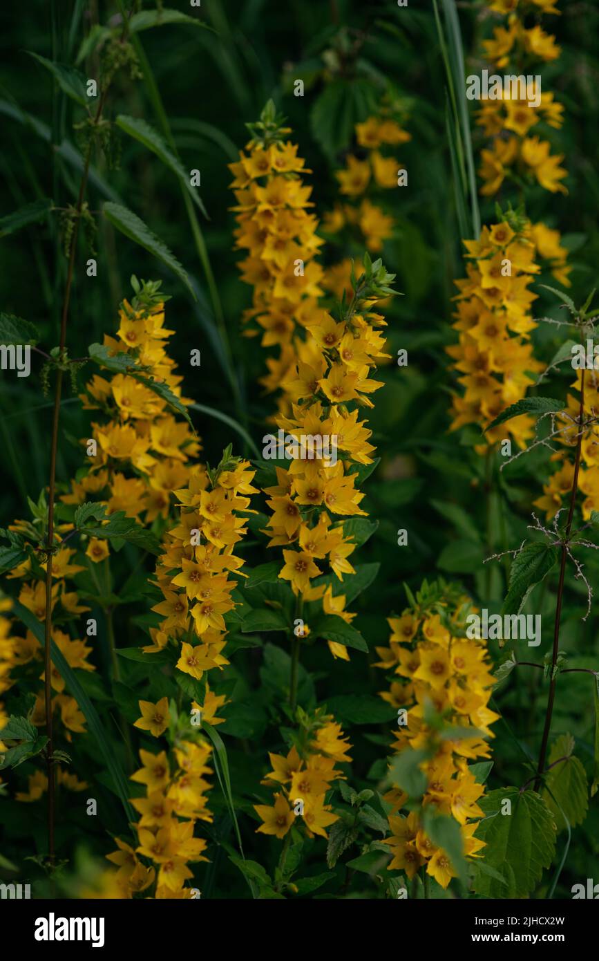 Verveine jaune vivace dans un environnement naturel proche entouré de graminées vertes Banque D'Images