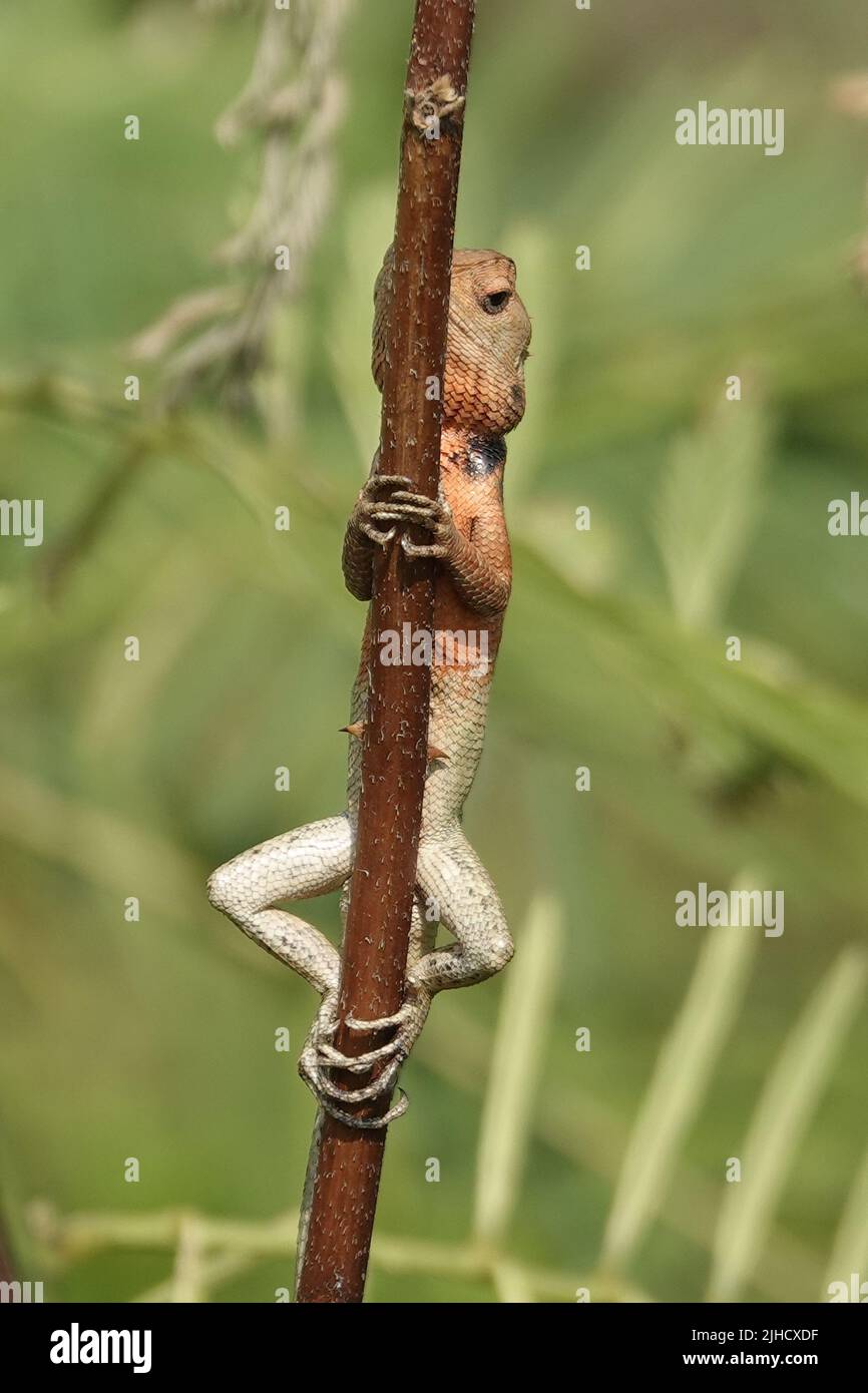 Un cliché vertical d'un gecko accroché à une branche d'arbre Banque D'Images