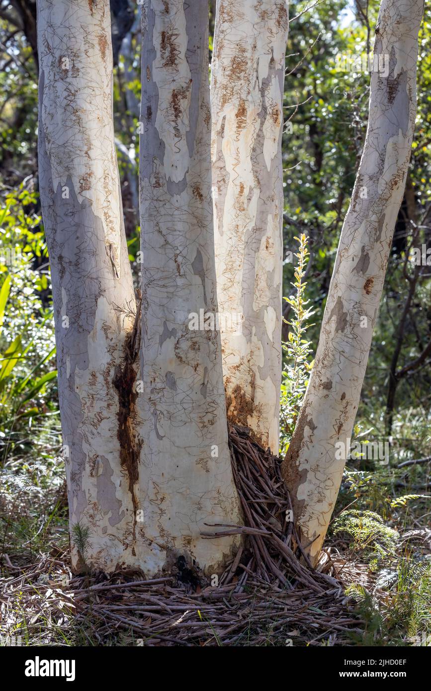 Troncs d'un arbre de gomme de Scribbly australien Banque D'Images