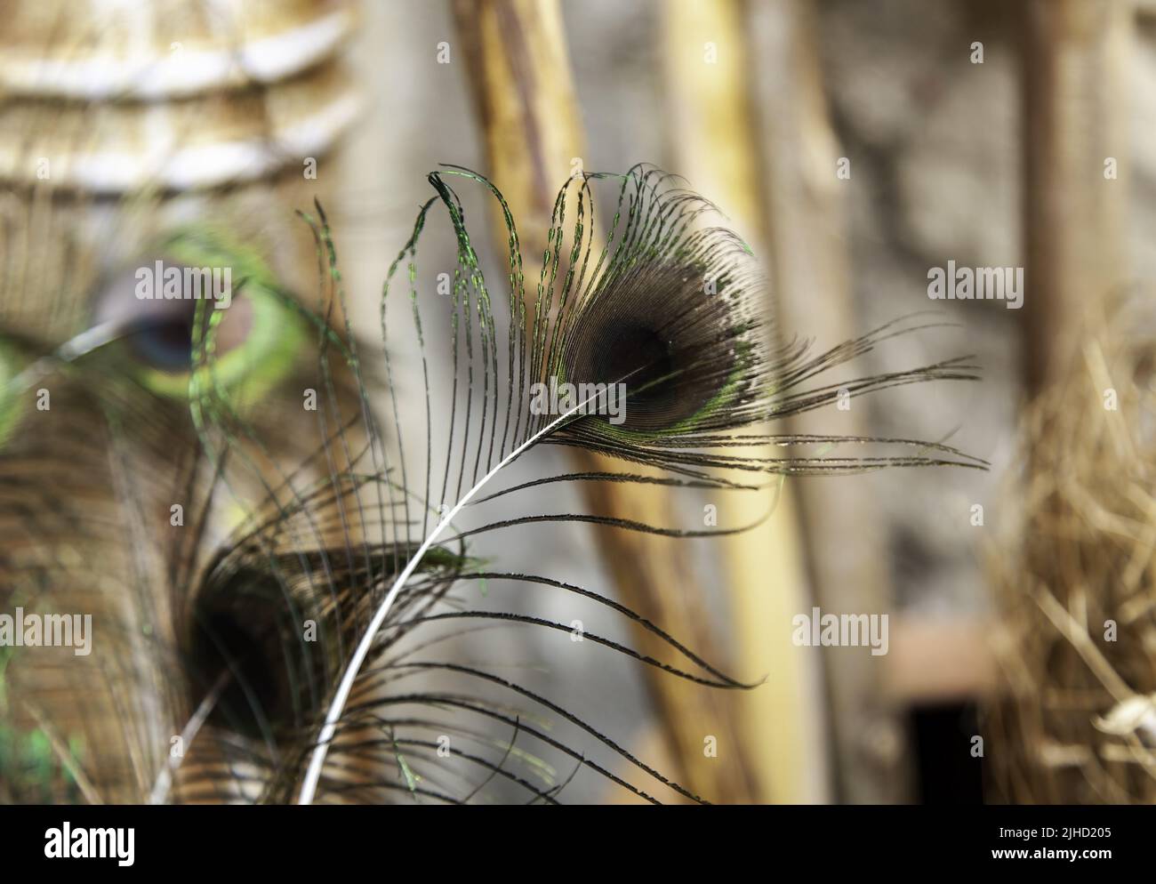 Détail de la décoration avec des plumes exotiques d'oiseau Banque D'Images