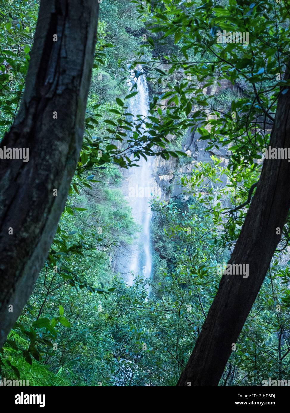 Chutes de Katoomba encadrées par des arbres, montagnes bleues Banque D'Images