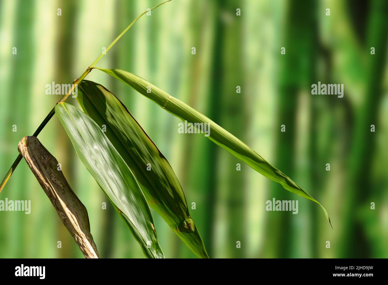 Pousses de feuilles de bambou avec extrémités coniques, vert avec une surface rugueuse. Forêt tropicale et thème de la nature Banque D'Images