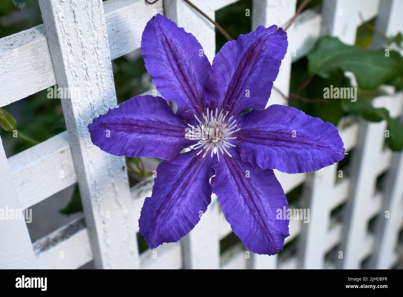 Gros plan d'une seule fleur violette Lasurstern clématite et vigne contre un treillis en bois blanc Banque D'Images