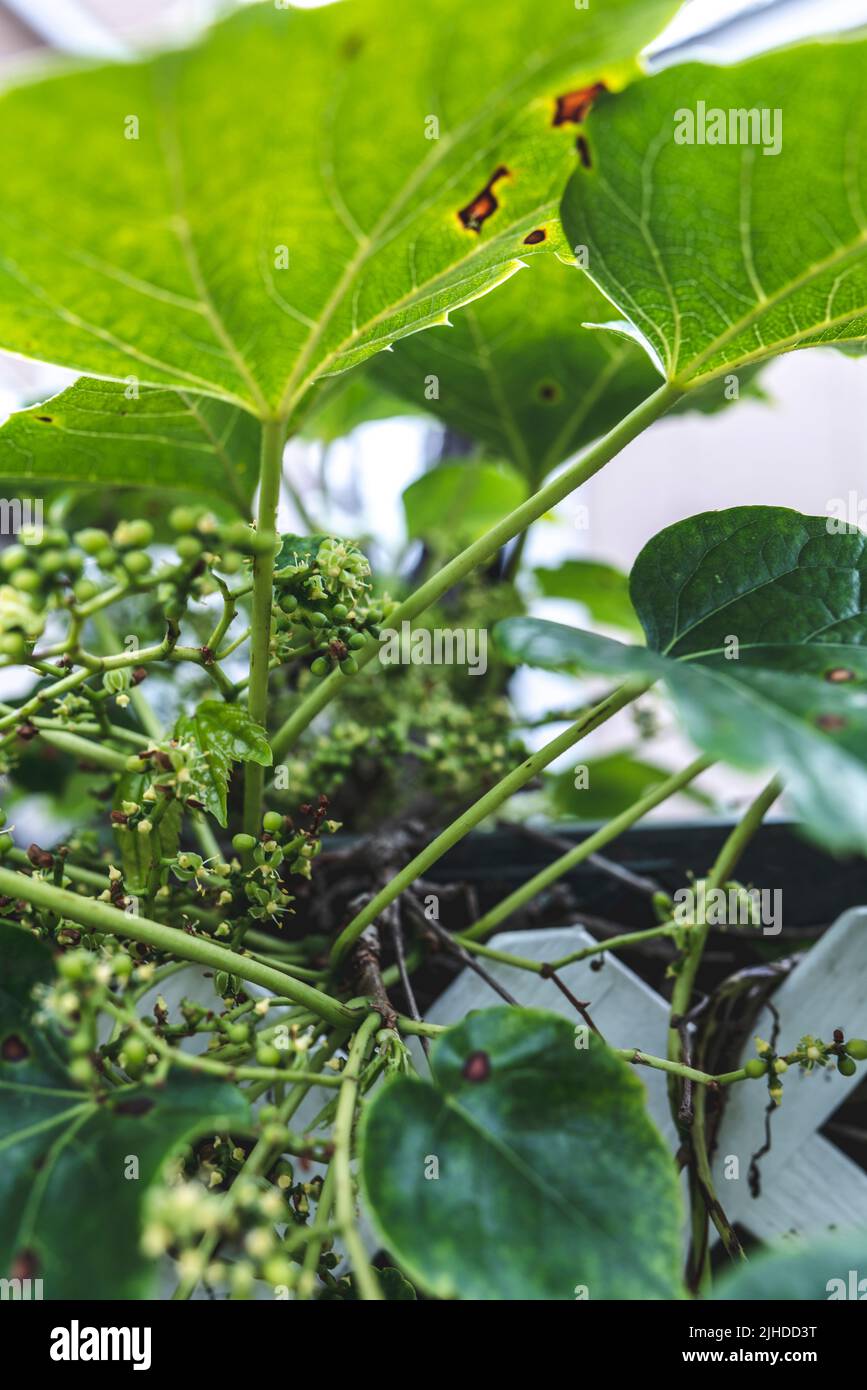 Maladies des feuilles de raisin. Taches brunes rougeâtres angulaires