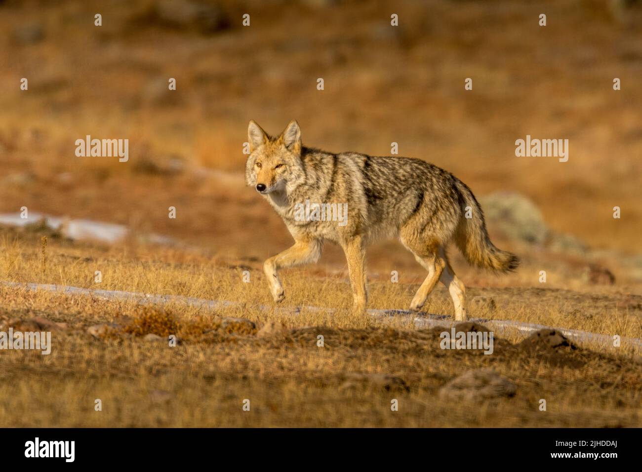 Coyote chasse dans une ville de chiens de prarie Banque D'Images