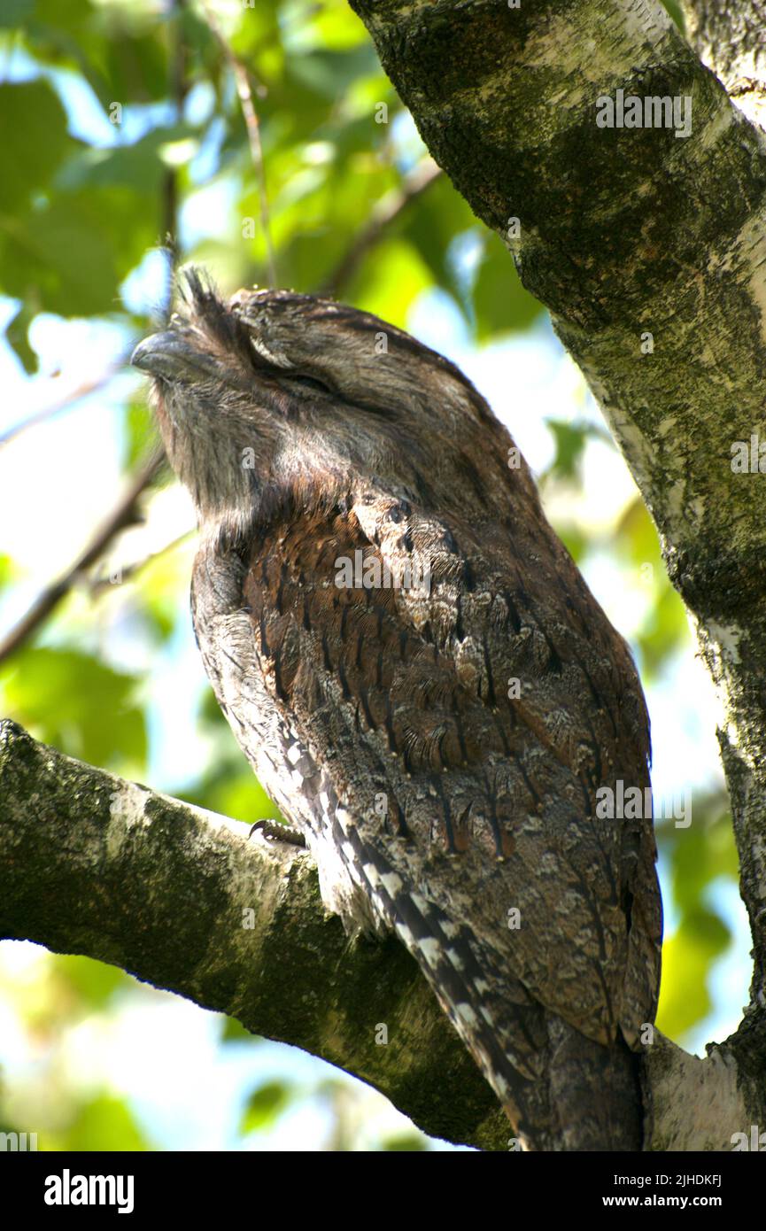 Ce grenouille Tawny (Podargus Strigoides) était un visiteur de ma maison.Frogmouths sont nocturnes, il a donc décidé de passer la journée dans mon arbre. Banque D'Images
