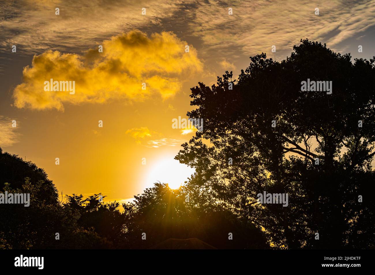 Lever du soleil. En regardant à travers les arbres silhouettés vers le soleil bas comme il se lève contre le ciel nuageux, montrant de belles couleurs sur un matin d'été, Royaume-Uni. Banque D'Images